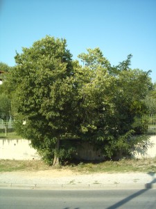 imag00374